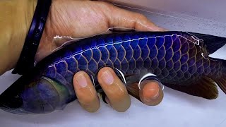 The Ultimate 8 Inches Golden Blue Base Arowana Fish [upl. by Nevets744]