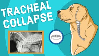 Tracheal Collapse in Dogs  Vet Explains [upl. by Ahtnamys793]