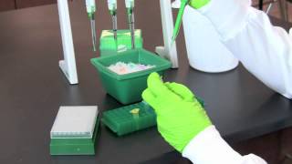 Restriction Digestion of DNA [upl. by Anirehtak]