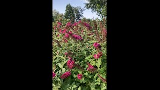 How to Grow Butterfly Bushes [upl. by Kathryn]