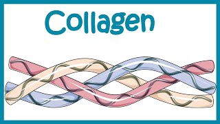 Collagen  Structure classification biosynthesis and clinical importance [upl. by Mehs]