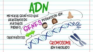 🔬ADN Gen y Cromosoma DIFERENCIAS🔬 Fácil y Rápido  BIOLOGÍA [upl. by Hnoj]