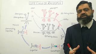 Zygomycetes English medium profmasoodfuzail Life Cycle of Rhizopus  Conjugating Fungi [upl. by Sankaran744]