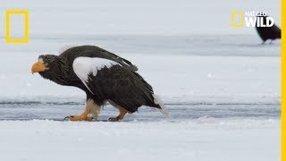 Un aigle royal combat des pygargues [upl. by Aundrea853]