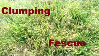 Clumping Fescue  What To Do [upl. by Ettelrahc]