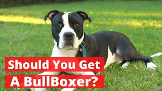 All about the Pitbull Boxer mix Bullboxer  Should you get a BullBoxer [upl. by Woody]