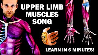 UPPER LIMB MUSCLES SONG Learn in 6 Minutes [upl. by Benedikt]