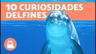 10 curiosidades sobre los delfines 100 REALES [upl. by Jeri]