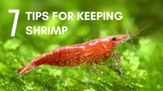 7 Tips for Keeping Shrimp in an Aquarium [upl. by Imhskal]