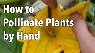 Hand Pollination How to Pollinate Plants by Hand [upl. by Kcirdet]