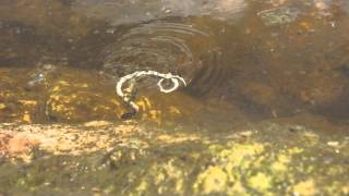 Giant water bug attacks and kills a snake [upl. by Retla555]