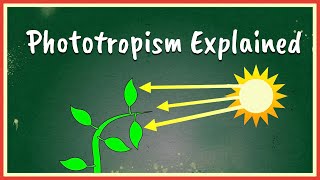 Phototropism Explained [upl. by Eseilanna170]