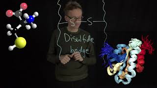 Lecture 05 concept 13 Cysteine can form disulfide bridges [upl. by Nolrah808]