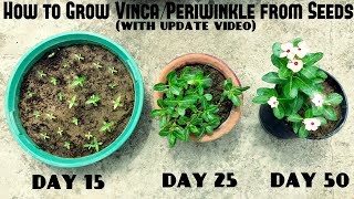 How to Grow Vinca or Periwinkle from Seeds With update videos [upl. by Domella538]