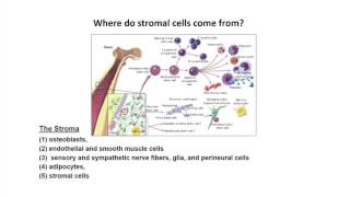 Cystic fibrosis pathophysiology  Respiratory system diseases  NCLEXRN  Khan Academy [upl. by Eivad]