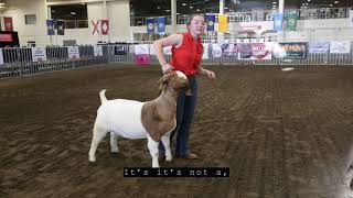 The ABGA Presents How To Show Your Goat with Hannah Kidder [upl. by Irac]