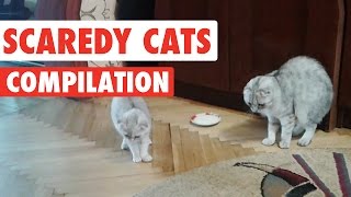 Scaredy Cats Video Compilation 2016 [upl. by Tann272]