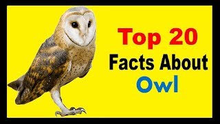 Owl  Facts [upl. by Studdard792]