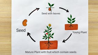 How to draw plant life cycle  Plant germination drawing  Plant life cycle poster drawing [upl. by Nomzzaj]