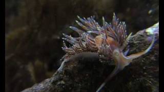 nudibranch eating nudibranchs [upl. by Albrecht]