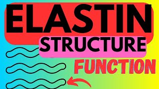 Elastin  Structure Function  Biosynthesis [upl. by Auhoj]