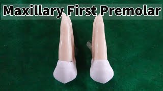 Dental Morphology  Maxillary First Premolar [upl. by Vallo]