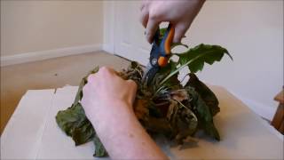 Reviving My Gerbera Plant Plus Repotting [upl. by Am]