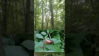 What Does A Forest Full Of 17 Year Cicadas Sound Like An Amazing And Noisy Bug [upl. by Dustie]