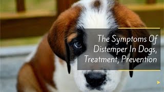 The Symptoms Of Distemper In Dogs Treatment Prevention [upl. by Erual]