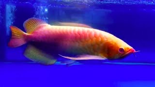 The Worlds Most Expensive Arowana Fish  One and Only Red Arowana Fish in the world Rare Arowana [upl. by Nwahsan]