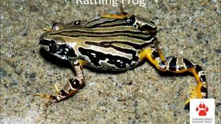 Frogs and their calls [upl. by Evy]