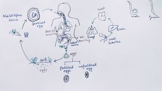 Ascaris lumbricoides Lifecycle  English   Ascariasis  Round Worm [upl. by Lubin976]