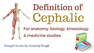 Cephalic Definition Anatomy Biology Kinesiology Medicine [upl. by Tuorah]