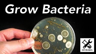 How to Grow Bacteria [upl. by Boelter]