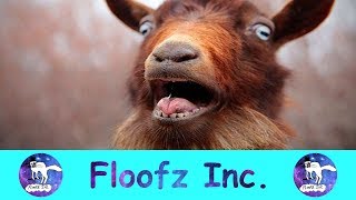 The Most Hysterical Screaming and Fainting Goats [upl. by Elijah]