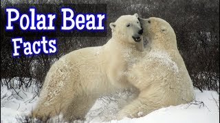 Polar Bear Facts for Kids [upl. by Dier]