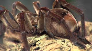 Goliath Tarantula  Cincinnati Zoo [upl. by Alma910]