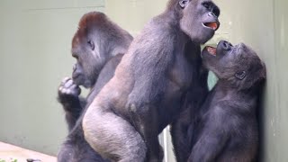 Gorillas  Shabani and His Lovely Family  Higashiyama Zoo [upl. by Joashus]