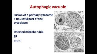 4 lysosomes [upl. by Ydassac]