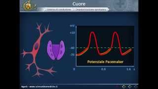 Cardiologia Interventistica Angioplastica per le coronarie e TAVI per la valvola aortica [upl. by Assirral]