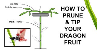 How to Prune and Tip Your Dragon Fruit Pitahaya [upl. by Ilke824]