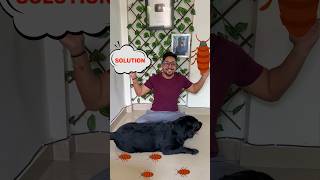 Lucky Ke Ticks Ka Solution Mil Gaya doglover trending lucky [upl. by Anawait]