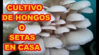 HONGOS O SETAS CÓMO LOS PRODUZCO EN CASA 1a PAERTE PROCESO COMPLETO [upl. by Malkin]