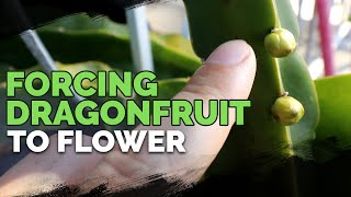 How to Grow Dragonfruit Part 3 Inducing Flowering [upl. by Adnaral]