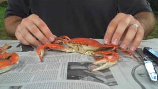 How To Properly Pick A Crab  Whats Up Annapolis Magazine [upl. by Nahtiek]