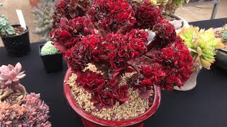 Celosia  how to growtypesfasciationtips and tricksedible ornamental [upl. by Alford343]