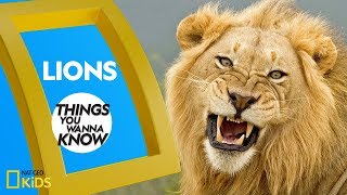 Cool Facts About Lions  Things You Wanna Know [upl. by Nytsirt]