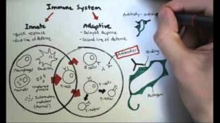 Immunology Overview [upl. by Akinot]