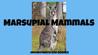 Marsupial mammals [upl. by Orly]