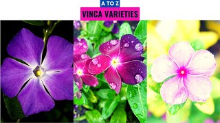 Vinca Varieties A to Z [upl. by Adilem]